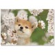Carte postale - Mameshiba -