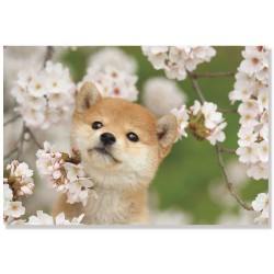Carte postale - Mameshiba -
