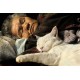Miyoko Ihara: Misao the Big Mama and Fukumaru the Cat (Japanese Edition)