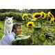 Miyoko Ihara: Misao the Big Mama and Fukumaru the Cat (Japanese Edition)