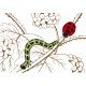 Tim la coccinelle - version bilingue JP/FR